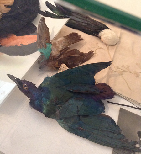 19th-century bird hats with awful stuffed birds