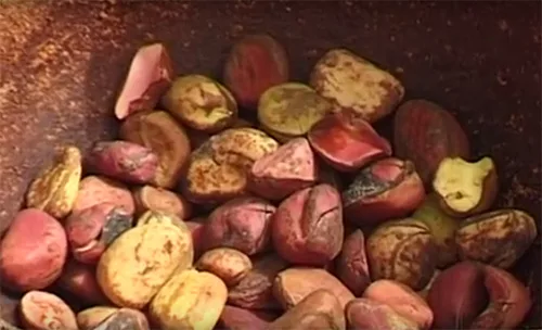The art of tie-dye and batic in Gambia. Traditional dyeing with indigo and kola nuts (+ video)