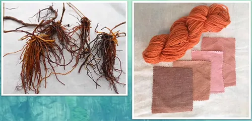 Rubio akane or Asian madder - the oldest red dye used in Japan