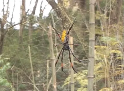 Golden spider silk textile. The craft of making fabric from spiderweb