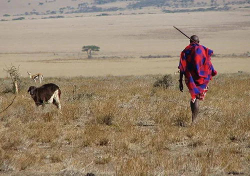 Kenyan traditional wrap-around cloth shuka – cheerful and durable garment