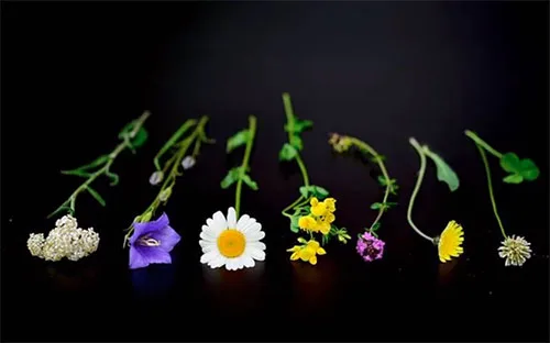 Movie costumes in folk horror film Midsommar