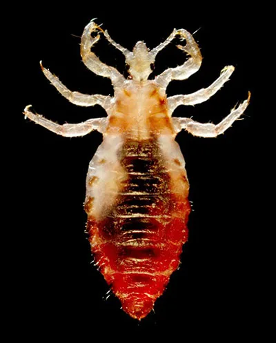 How body lice helped determine when people started to wear hand-woven clothes