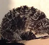 All our articles about hand fans, parasols, and umbrellas as folk clothing accessories